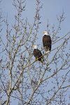 Bald Eagles In Tree
